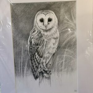 Owl - original charcoal drawing