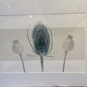 Large prints - botanicals