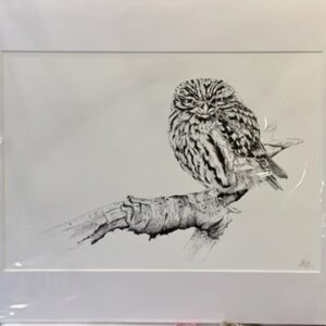 Large prints - little owl