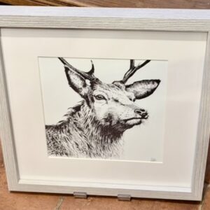 Stag - framed print